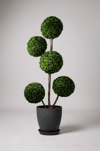 Ball Tree - Real - Trunk Artificial - Potted plant - 5516314535782 - Tumbleweed Plants - Online Plant Delivery Singapore