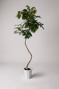 Everfresh Tree XL - 1.8m - Potted plant -  Tumbleweed Plants
