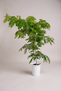 Everfresh Tree XL - 1.8m - Potted plant -  Tumbleweed Plants