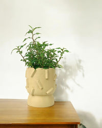 Vietnamese Coriander Herb (Laksa Leaf) - Potted plant - POTT - VIET - GRW - 5753 - Tumbleweed Plants - Online Plant Delivery Singapore