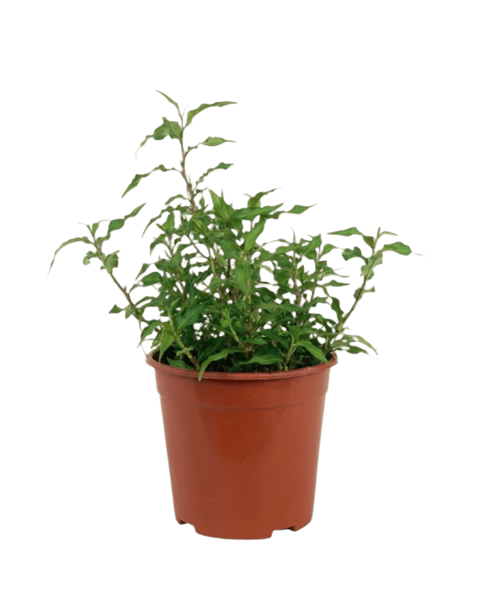 Grow Pot