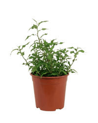 Vietnamese Coriander Herb (Laksa Leaf) - Potted plant - POTT - VIET - GRW - 5753 - Tumbleweed Plants - Online Plant Delivery Singapore