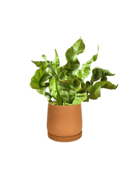 Wavy Bird Nest Fern Baby - Potted plant - POTT - WAVY - GRW - 2673 - Tumbleweed Plants - Online Plant Delivery Singapore
