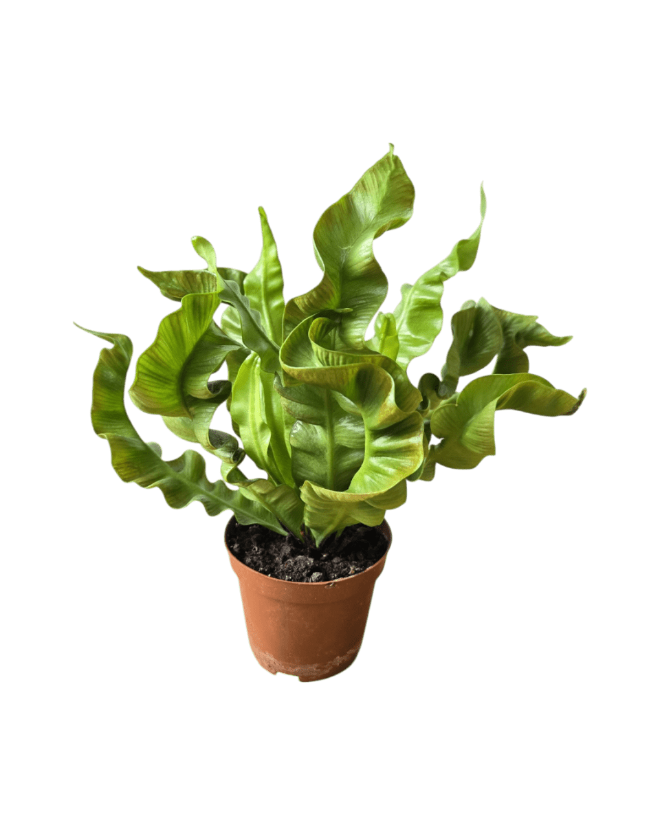 Wavy Bird Nest Fern Baby - Potted plant - POTT - WAVY - GRW - 2673 - Tumbleweed Plants - Online Plant Delivery Singapore