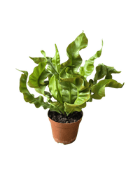 Wavy Bird Nest Fern Baby - Potted plant - POTT - WAVY - GRW - 2673 - Tumbleweed Plants - Online Plant Delivery Singapore