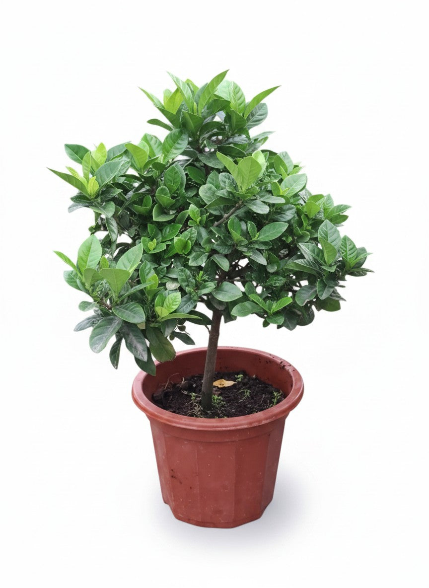 Grow Pot