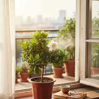 Gardenia Jasminoides