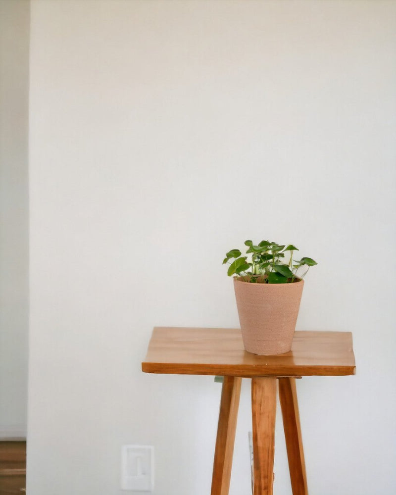 Whorled Pennywort Plant - grow pot - Potted plant - Tumbleweed Plants - Online Plant Delivery Singapore