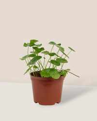 Whorled Pennywort Plant - grow pot - Potted plant - Tumbleweed Plants - Online Plant Delivery Singapore