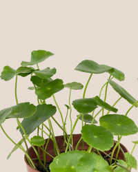 Whorled Pennywort Plant - grow pot - Potted plant - Tumbleweed Plants - Online Plant Delivery Singapore
