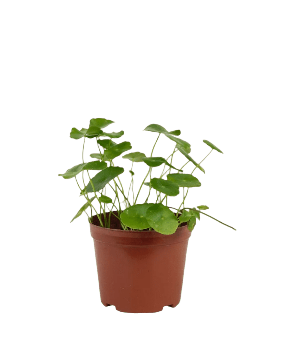 pennywort indoor plant Whorled Pennywort Plant (Coin Plant)