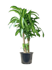 XL Dracaena Fragrans (Iron Tree) - Potted plant - POTT - LARG - MMGRWNRP - 5090 - Tumbleweed Plants - Online Plant Delivery Singapore