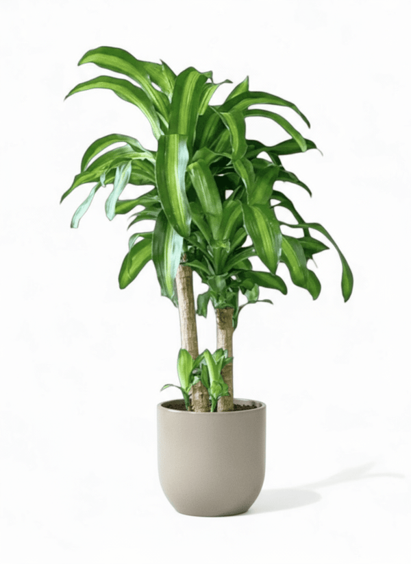 XL Dracaena Fragrans (Iron Tree) - Potted plant - POTT - LARG - MMGRWNRP - 5090 - Tumbleweed Plants - Online Plant Delivery Singapore