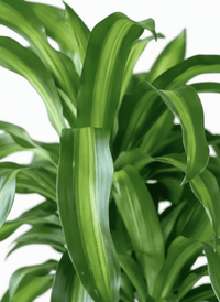 XL Dracaena Fragrans (Iron Tree) - Potted plant - POTT - LARG - MMGRWNRP - 5090 - Tumbleweed Plants - Online Plant Delivery Singapore