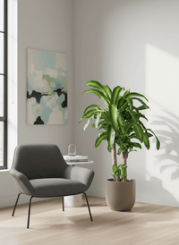 XL Dracaena Fragrans (Iron Tree) - Potted plant - POTT - LARG - MMGRWNRP - 5090 - Tumbleweed Plants - Online Plant Delivery Singapore