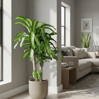 XL Dracaena Fragrans (Iron Tree)
