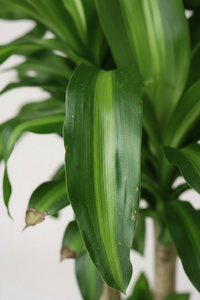 XL Dracaena Fragrans (Iron Tree) - Potted plant -  Tumbleweed Plants