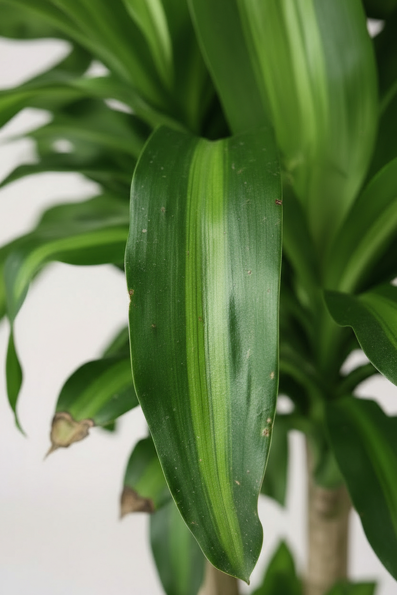 XL Dracaena Fragrans (Iron Tree) - Potted plant -  Tumbleweed Plants