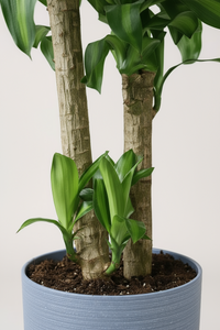 XL Dracaena Fragrans (Iron Tree) - Potted plant -  Tumbleweed Plants