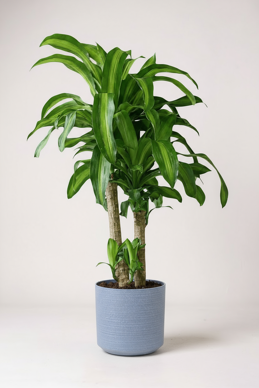 XL Dracaena Fragrans (Iron Tree) - Potted plant -  Tumbleweed Plants