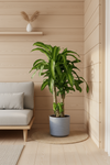 XL Dracaena Fragrans (Iron Tree) - Potted plant -  Tumbleweed Plants