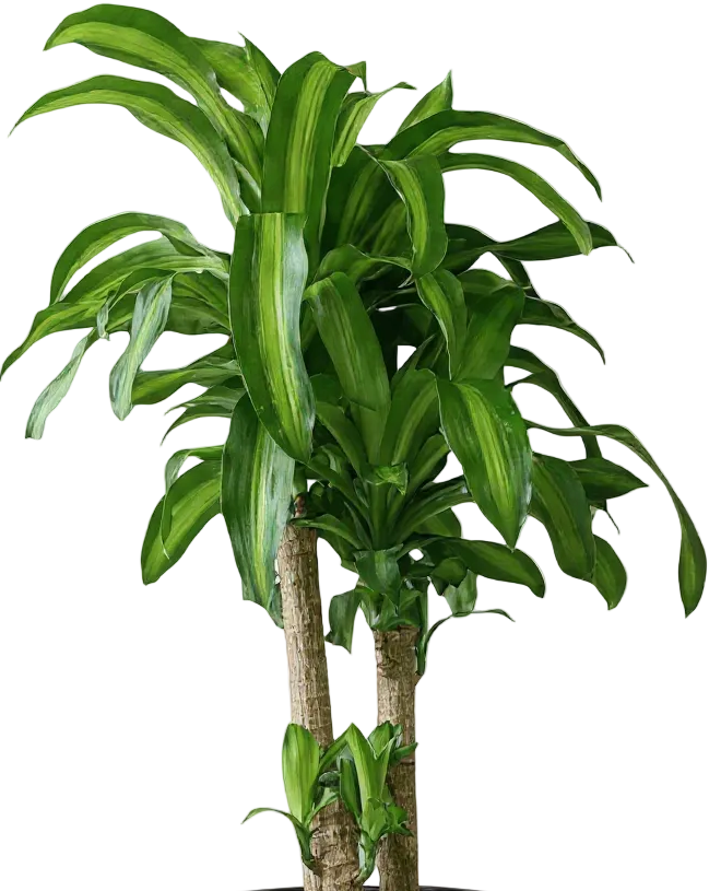 XL Dracaena Fragrans (Iron Tree)