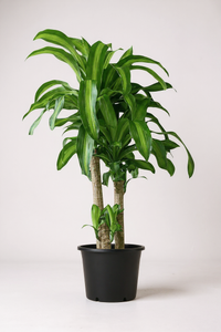 XL Dracaena Fragrans (Iron Tree) - Potted plant -  Tumbleweed Plants