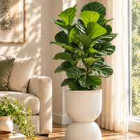Ficus Lyrata 3-in-1 – XL