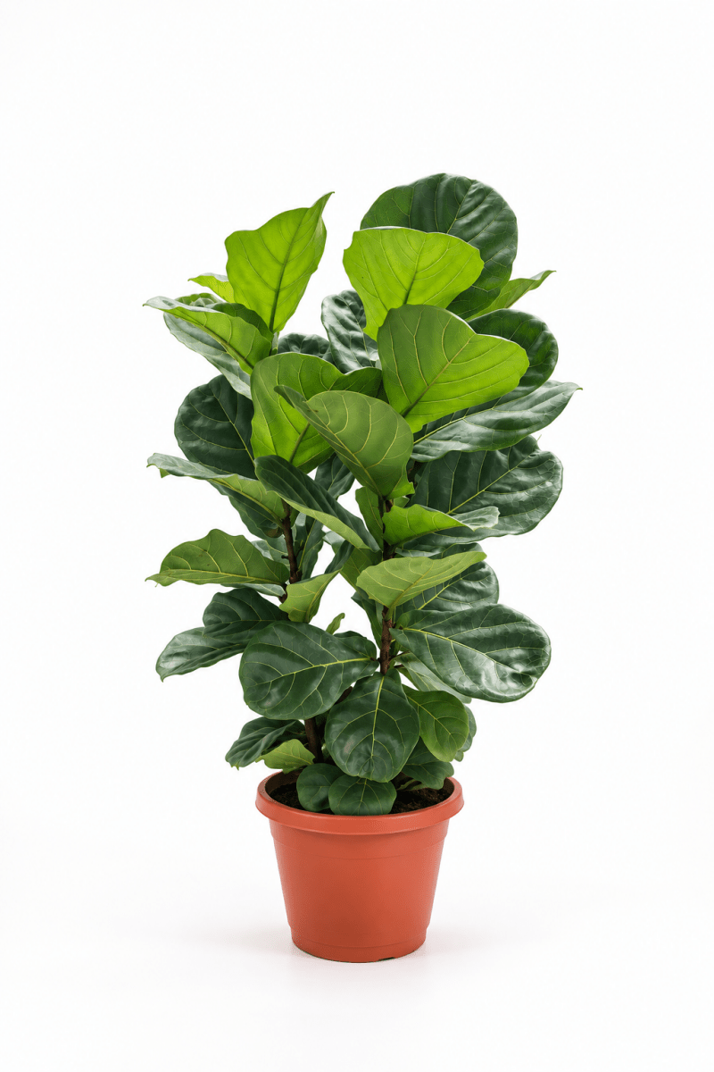 Ficus Lyrata 3-in-1 – XL - Potted plant -  - Tumbleweed Plants - Online Plant Delivery Singapore