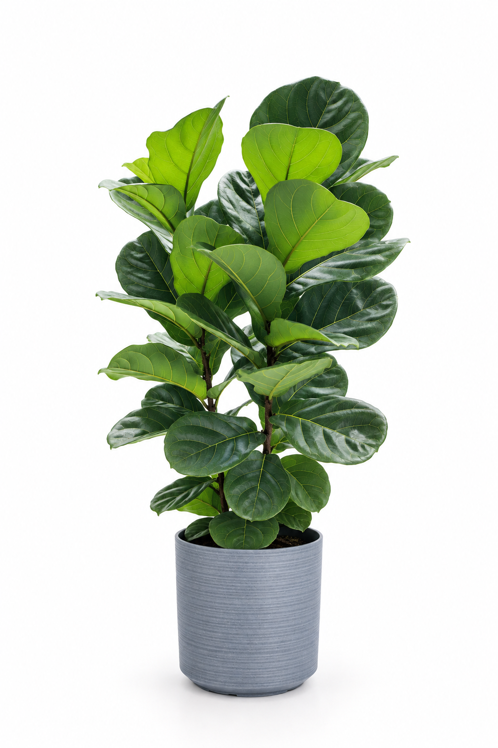 Ficus Lyrata 3-in-1 – XL