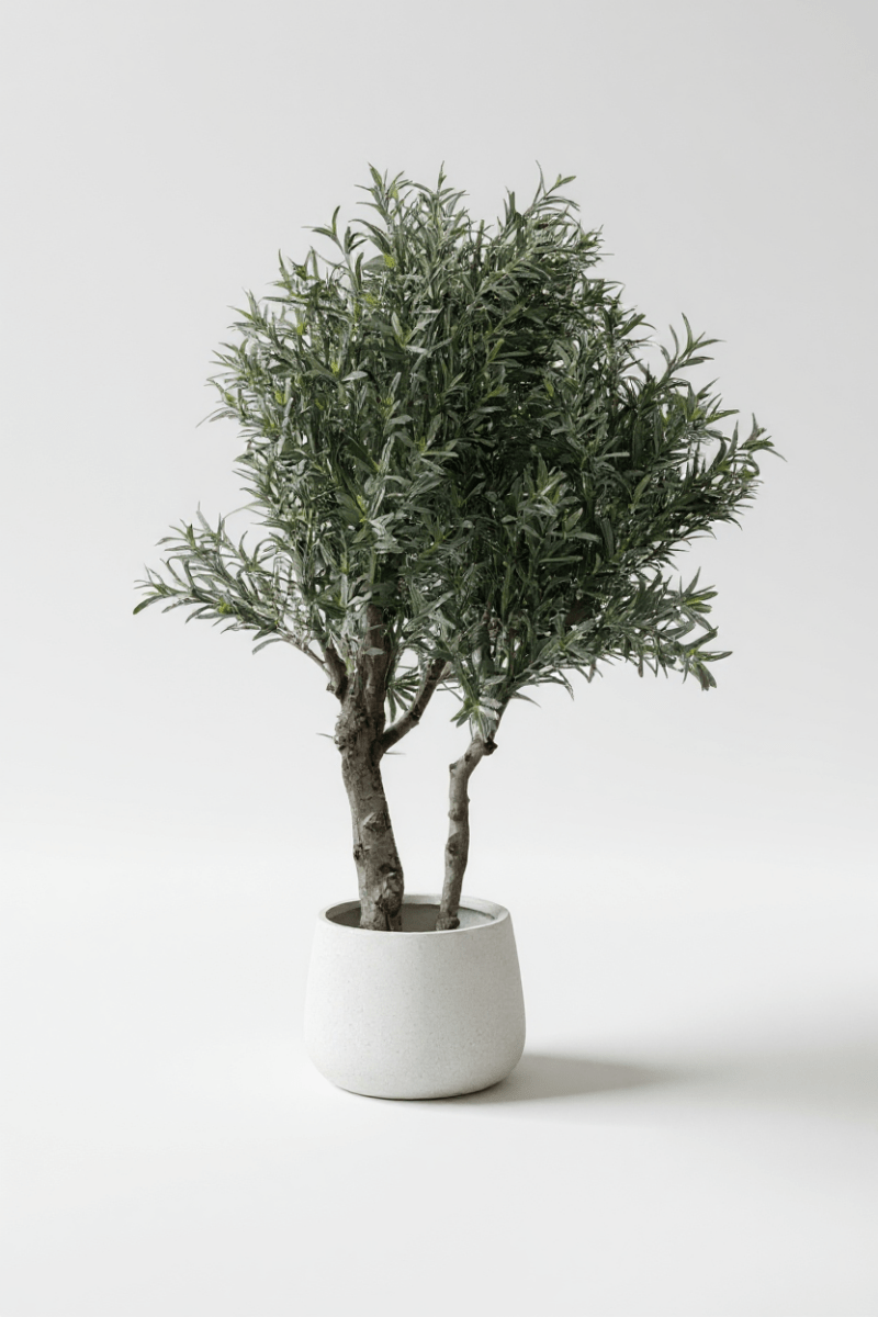 XL Olive Tree Centerpiece - Real - Trunk Artificial - Potted plant - 5516314535781 - Tumbleweed Plants - Online Plant Delivery Singapore