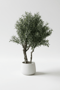 XL Olive Tree Centerpiece - Real - Trunk Artificial - Potted plant - 5516314535781 - Tumbleweed Plants - Online Plant Delivery Singapore