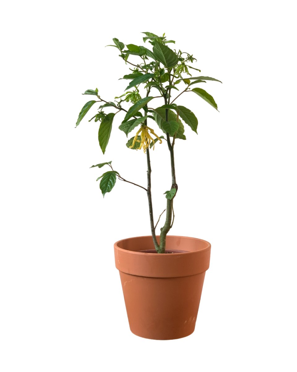 Ylang-ylang Plant - grow pot - Potted plant - Tumbleweed Plants - Online Plant Delivery Singapore