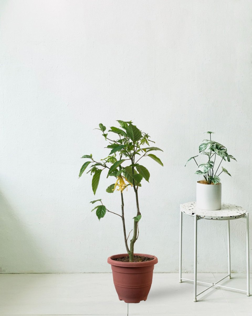 Ylang-ylang Plant - grow pot - Potted plant - Tumbleweed Plants - Online Plant Delivery Singapore