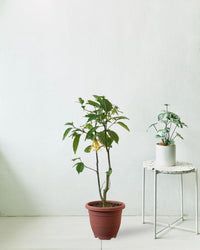 Ylang-ylang Plant - grow pot - Potted plant - Tumbleweed Plants - Online Plant Delivery Singapore