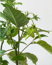 Ylang-ylang Plant - grow pot - Potted plant - Tumbleweed Plants - Online Plant Delivery Singapore