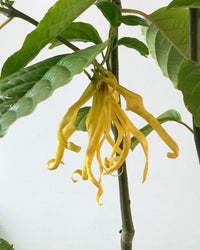 Ylang-ylang Plant - grow pot - Potted plant - Tumbleweed Plants - Online Plant Delivery Singapore