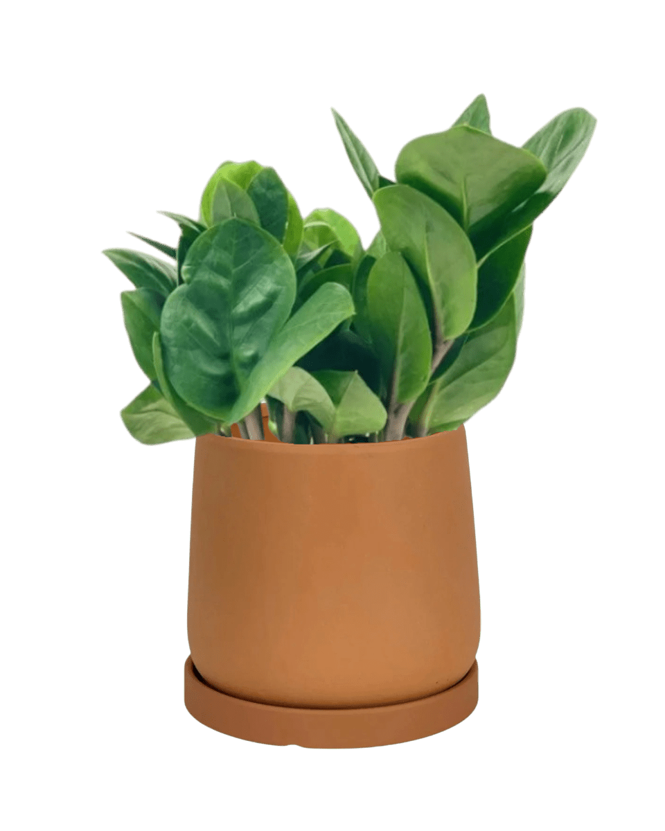 ZZ Plant - Baby - Potted plant - POTT - LITT - GRW - 5709 - Tumbleweed Plants - Online Plant Delivery Singapore