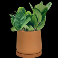 ZZ Plant - Baby