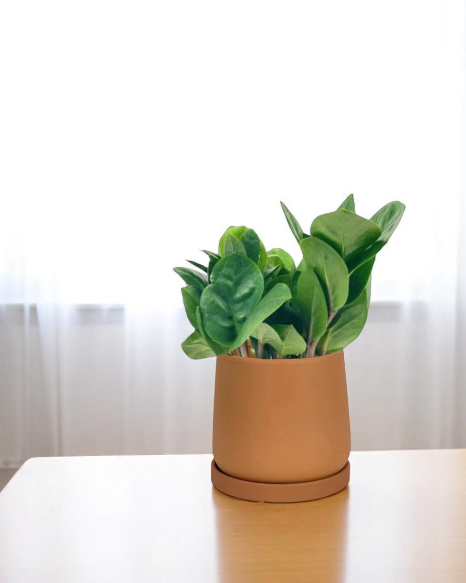 baby zz plant Buy Best Baby ZZ Plant (Zanzibar Gem)
