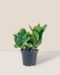 Little ZZ Plant - grow pot - Potted plant - Tumbleweed Plants - Online Plant Delivery Singapore