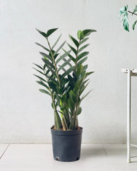 Large ZZ Plant - grow pot - Potted plant - Tumbleweed Plants - Online Plant Delivery Singapore