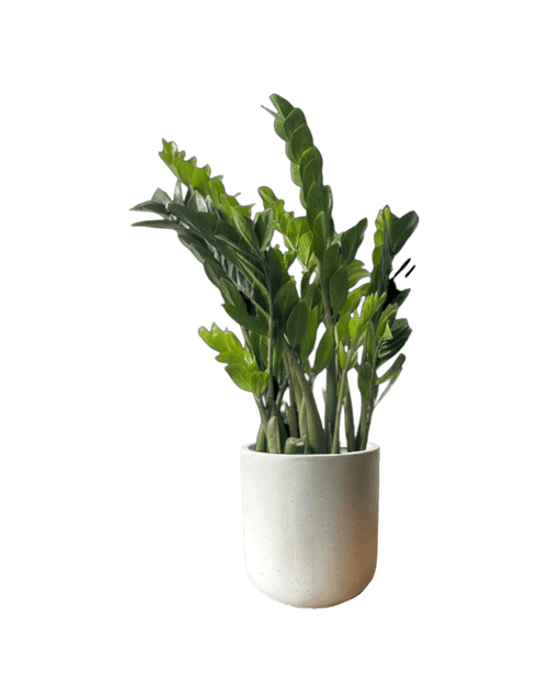 ZZ Plant - XL - Potted plant - POTT - EXTR - GRW - 5714 - Tumbleweed Plants - Online Plant Delivery Singapore