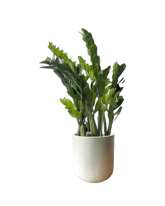 ZZ Plant - XL - Potted plant - POTT - EXTR - GRW - 5714 - Tumbleweed Plants - Online Plant Delivery Singapore