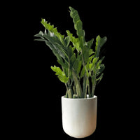 ZZ Plant - XL