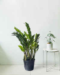 Extra-Large ZZ Plant in a grow pot