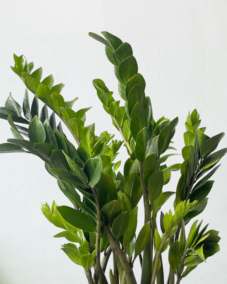extra large zz plant ZZ Plant XXL: Large 1.2m Statement Plant