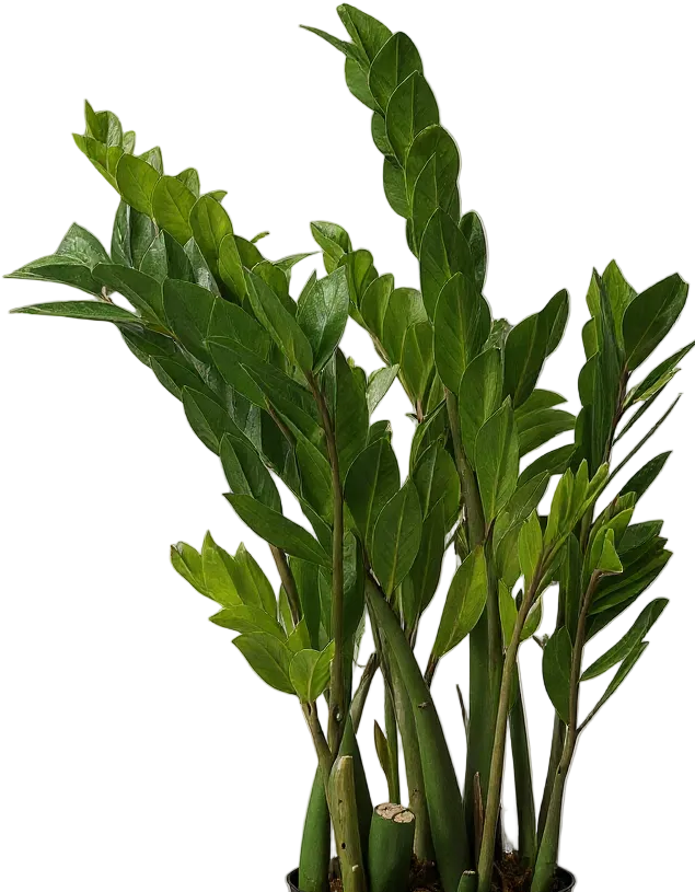 xl zz plant ZZ Plant XXL: Large 1.2m Statement Plant