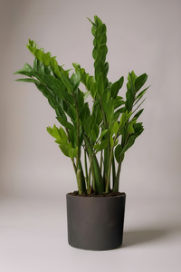 ZZ Plant - XL - Potted plant -  Tumbleweed Plants