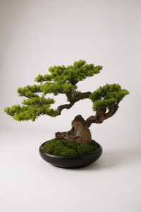 Zen Grove Bonsai - Real - Trunk Artificial - Plant Arrangement - 5516314535781 - Tumbleweed Plants - Online Plant Delivery Singapore